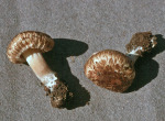 Unschöner Risspilz-Inocybe corydalina var. erinaceomorpha