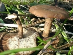 Winter-Stielporling-Polyporus brumalis
