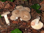 Rauchfarbener Milchling-Lactarius azonites