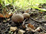 Grosser Hartbovist-Scleroderma verrucosum