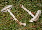 Kreideweisser Egerlingsschirmpilz-Leucoagaricus cretaceus