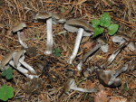 Dickfleischiges Graublatt-Tephrocybe putida