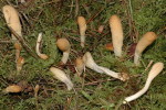 Ledergelbes Pustelkeulchen-Podostroma alutaceum