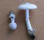 Weisser Scheidenstreifling-Amanita vaginata var. alba