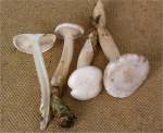 :-Clitocybe regularis