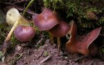 Gelbblättriger Blasssporrübling-Gymnopus ocior