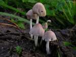 Fastweisser Tintling-Coprinopsis pseudonivea