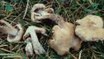 :-Cortinarius arvalis