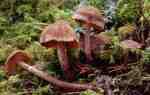 :-Cortinarius flexipes var. flabellus
