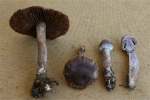 :-Cortinarius imbutus