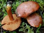 Pfefferröhrling-Chalciporus piperatus