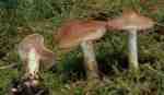 :-Cortinarius pini