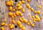 Gelbe Gallertträne-Dacrymyces stillatus