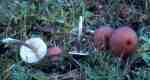 Amethyströtling-Entoloma catalaunicum