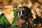 Violetter Lacktrichterling-Laccaria amethystina