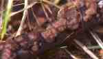 Kerbrandiger Dr�sling-Exidia repanda
