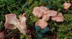 :-Hygrophoropsis olida
