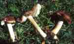 Weißrandiger Risspilz-Inocybe albomarginata