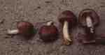 Violettlicher Risspilz-Inocybe obscurobadia