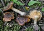 Klebriger Risspilz-Inocybe splendens var. splendens