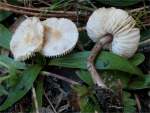 Dunkelblättriger Schirmling-Lepiota rufipes