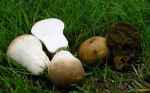 Weicher Stäubling-Lycoperdon molle