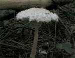 Jungfern-Riesenschirmpilz-Leucoagaricus nympharum