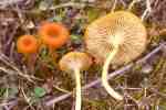 Orangerotes Nabeltrichterchen-Loreleia postii