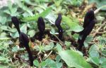 Kurzhaarige Haarzunge-Trichoglossum walteri