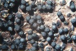 ?-Nitschkia grevillii