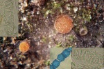 ?-Lamprospora biannulata