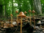 Steifstieliger Kegelhutfaserling-Psathyrella conopilus