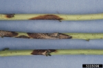 :-Didymella applanata
