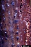 :-Leptosphaeria coniothyrium