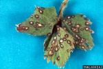 :-Mycosphaerella fragariae