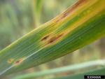 :-Pyrenophora tritici-repentis