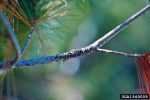 :-Atropellis pinicola