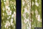 Getreide-Mehltau-Blumeria graminis