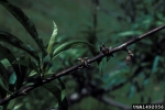 Monilia Spitzendürre-Monilinia laxa
