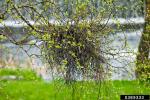: Wucherling-Taphrina betulina