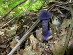 Dunkelvioletter Schleierling-Cortinarius violaceus
