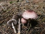 Weinrötlicher Zwergchampignon-Agaricus semotus