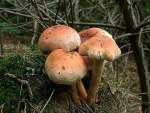 Ziegelroter Schwefelkopf-Hypholoma lateritium