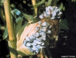 :-Ustilago zeae