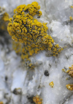 : Candelariella-Candelariella vitellina forma vitellina