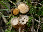 Gemeiner Tiegelteuerling-Crucibulum laeve