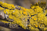 :-Candelaria concolor