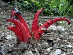 Tintenfischpilz-Clathrus archeri