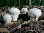 Flocken-Stäubling-Lycoperdon mammiforme