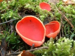 Östereichischer Prachtbecherling-Sarcoscypha austriaca